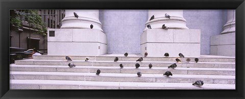 Framed Flock of pigeons on steps, San Francisco, California, USA Print