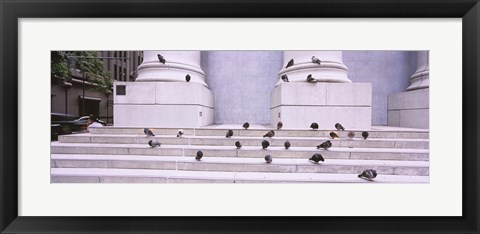 Framed Flock of pigeons on steps, San Francisco, California, USA Print