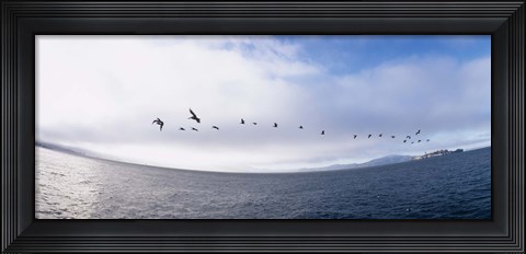 Framed Pelicans flying over the sea, Alcatraz, San Francisco, California, USA Print