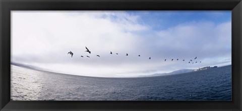 Framed Pelicans flying over the sea, Alcatraz, San Francisco, California, USA Print