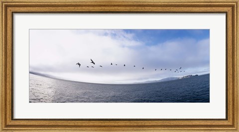 Framed Pelicans flying over the sea, Alcatraz, San Francisco, California, USA Print