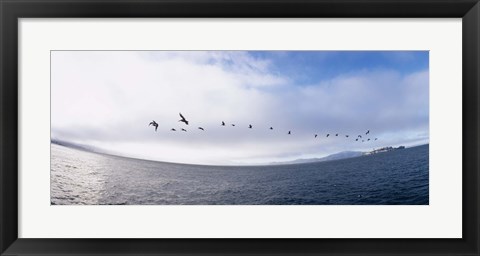 Framed Pelicans flying over the sea, Alcatraz, San Francisco, California, USA Print