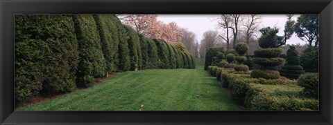 Framed Hedge in a formal garden, Ladew Topiary Gardens, Monkton, Baltimore County, Maryland Print