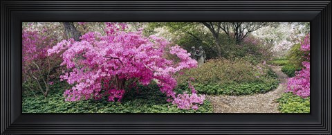 Framed Azalea flowers in a garden, Garden of Eden, Ladew Topiary Gardens, Monkton, Baltimore County, Maryland, USA Print