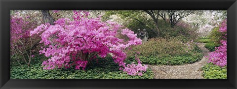 Framed Azalea flowers in a garden, Garden of Eden, Ladew Topiary Gardens, Monkton, Baltimore County, Maryland, USA Print