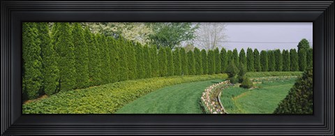 Framed Row of arbor vitae trees in a garden, Ladew Topiary Gardens, Monkton, Baltimore County, Maryland, USA Print