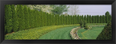 Framed Row of arbor vitae trees in a garden, Ladew Topiary Gardens, Monkton, Baltimore County, Maryland, USA Print