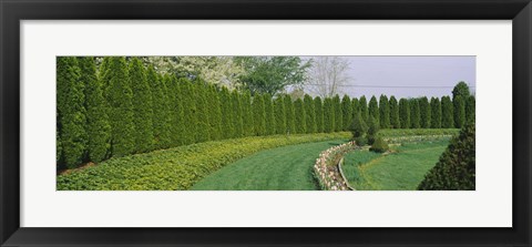 Framed Row of arbor vitae trees in a garden, Ladew Topiary Gardens, Monkton, Baltimore County, Maryland, USA Print