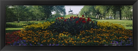 Framed Flowers in a park, Grant Park, Chicago, Cook County, Illinois, USA Print