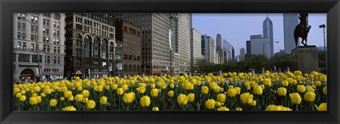 Framed Tulip flowers in a park with buildings in the background, Grant Park, South Michigan Avenue, Chicago, Cook County, Illinois, USA Print