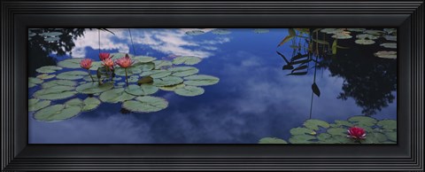 Framed Water lilies in a pond, Denver Botanic Gardens, Denver, Denver County, Colorado, USA Print