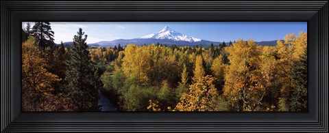 Framed Cottonwood trees in a forest, Mt Hood, Hood River, Mt. Hood National Forest, Oregon, USA Print
