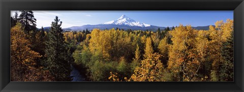 Framed Cottonwood trees in a forest, Mt Hood, Hood River, Mt. Hood National Forest, Oregon, USA Print