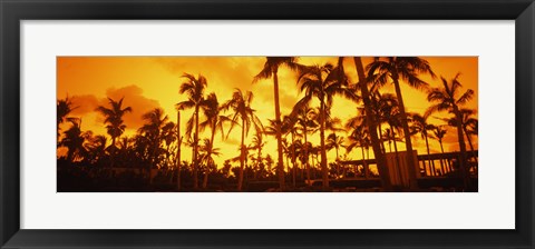 Framed Palm trees on the beach, The Setai Hotel, South Beach, Miami Beach, Florida, USA Print