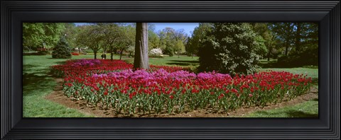 Framed Azalea and Tulip Flowers in a park, Sherwood Gardens, Baltimore, Maryland, USA Print