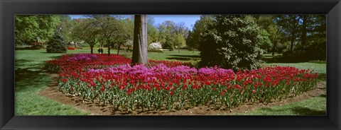 Framed Azalea and Tulip Flowers in a park, Sherwood Gardens, Baltimore, Maryland, USA Print