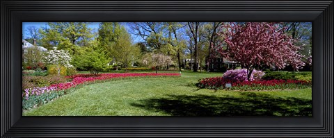 Framed Tulips and cherry trees in a garden, Sherwood Gardens, Baltimore, Maryland, USA Print