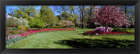 Framed Tulips and cherry trees in a garden, Sherwood Gardens, Baltimore, Maryland, USA Print