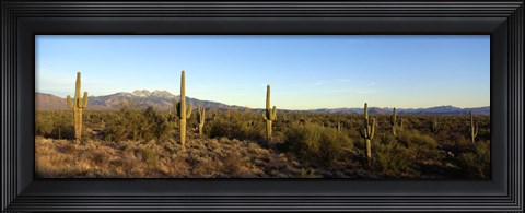 Framed Saguaro cacti in a desert, Four Peaks, Phoenix, Maricopa County, Arizona, USA Print
