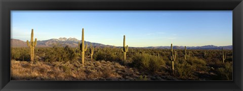 Framed Saguaro cacti in a desert, Four Peaks, Phoenix, Maricopa County, Arizona, USA Print