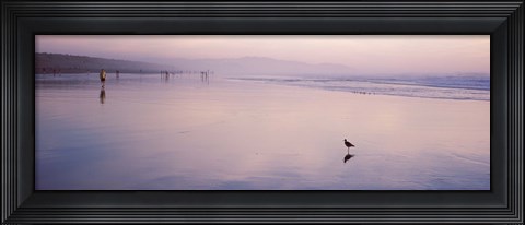 Framed Sandpiper on the beach, San Francisco, California, USA Print