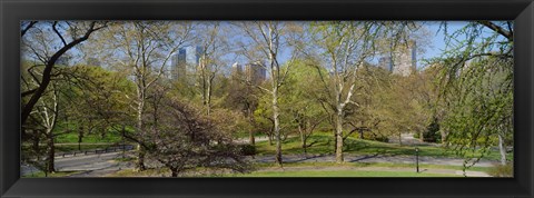 Framed Trees in a park, Central Park West, Central Park, Manhattan, New York City, New York State, USA Print