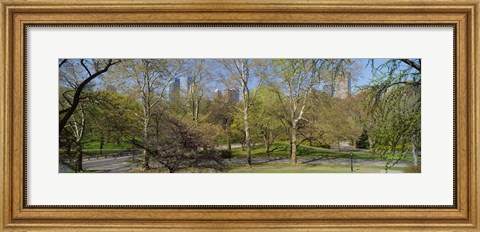 Framed Trees in a park, Central Park West, Central Park, Manhattan, New York City, New York State, USA Print
