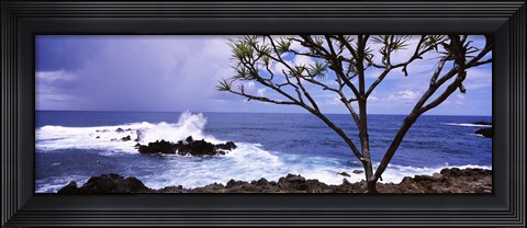 Framed Tree on the coast, Honolulu Nui Bay, Nahiku, Maui, Hawaii, USA Print
