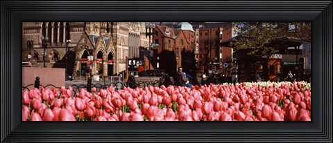 Framed Tulips in a garden with Old South Church in the background, Copley Square, Boston, Suffolk County, Massachusetts, USA Print