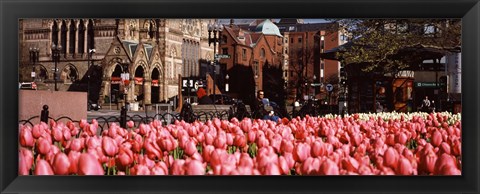 Framed Tulips in a garden with Old South Church in the background, Copley Square, Boston, Suffolk County, Massachusetts, USA Print