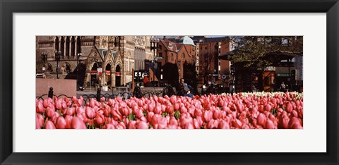 Framed Tulips in a garden with Old South Church in the background, Copley Square, Boston, Suffolk County, Massachusetts, USA Print