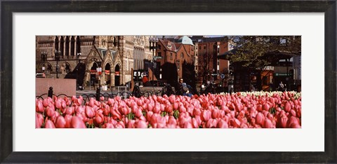 Framed Tulips in a garden with Old South Church in the background, Copley Square, Boston, Suffolk County, Massachusetts, USA Print