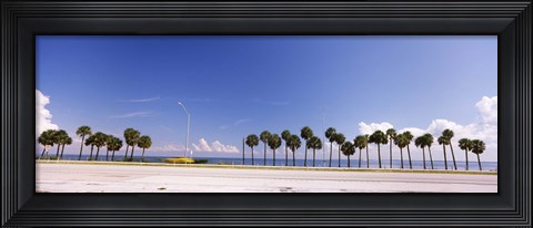 Framed Palm trees at the roadside, Interstate 275, Tampa Bay, Gulf of Mexico, Florida, USA Print
