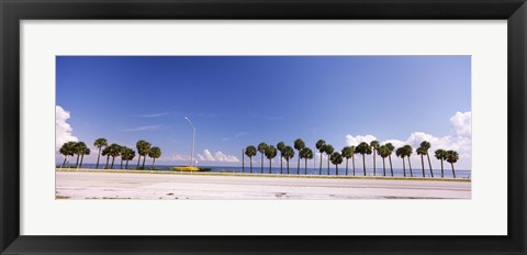 Framed Palm trees at the roadside, Interstate 275, Tampa Bay, Gulf of Mexico, Florida, USA Print