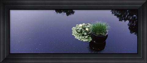 Framed Water lilies with a potted plant in a pond, Olbrich Botanical Gardens, Madison, Wisconsin, USA Print