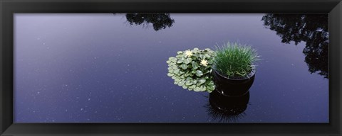 Framed Water lilies with a potted plant in a pond, Olbrich Botanical Gardens, Madison, Wisconsin, USA Print