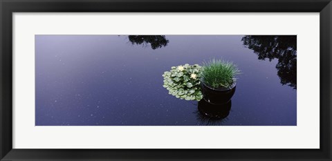 Framed Water lilies with a potted plant in a pond, Olbrich Botanical Gardens, Madison, Wisconsin, USA Print