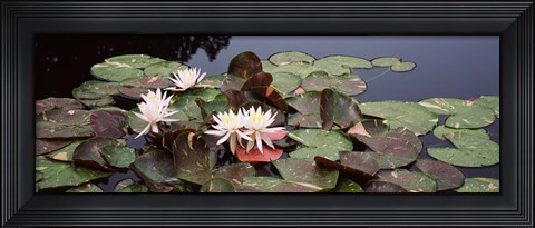 Framed Water lilies in a pond, Olbrich Botanical Gardens, Madison, Wisconsin Print