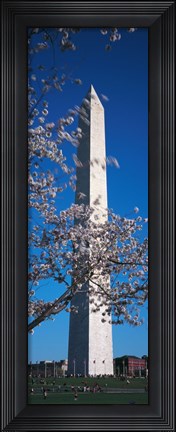 Framed Cherry Blossom in front of an obelisk, Washington Monument, Washington DC, USA Print
