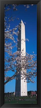 Framed Cherry Blossom in front of an obelisk, Washington Monument, Washington DC, USA Print