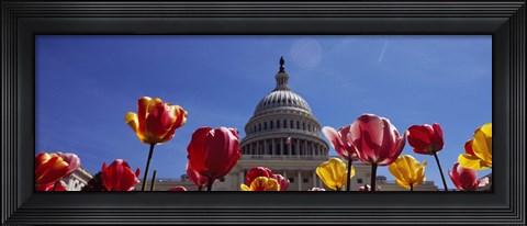 Framed Tulips with a government building in the background, Capitol Building, Washington DC, USA Print
