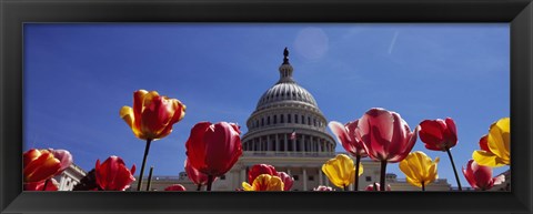 Framed Tulips with a government building in the background, Capitol Building, Washington DC, USA Print