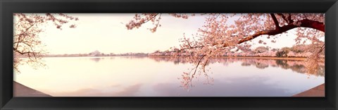 Framed Cherry blossoms at the lakeside, Washington DC Print