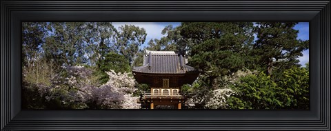 Framed Cherry Blossom trees in a garden, Japanese Tea Garden, Golden Gate Park, San Francisco, California, USA Print