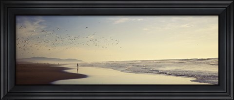 Framed Flock of seagulls flying above a woman on the beach, San Francisco, California, USA Print