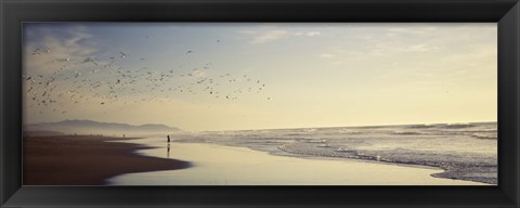 Framed Flock of seagulls flying above a woman on the beach, San Francisco, California, USA Print