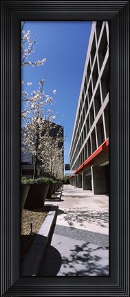 Framed Blooming tree in the business district, Downtown San Jose, San Jose, Santa Clara County, California, USA Print