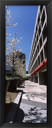 Framed Blooming tree in the business district, Downtown San Jose, San Jose, Santa Clara County, California, USA Print