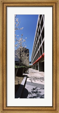 Framed Blooming tree in the business district, Downtown San Jose, San Jose, Santa Clara County, California, USA Print