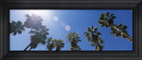 Framed Low angle view of palm trees, Downtown San Jose, San Jose, Santa Clara County, California, USA Print
